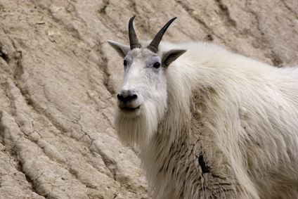 mountain goat